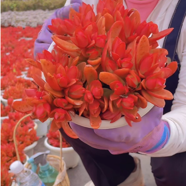 火炬好看好养 多肉植物室内带土上盆种植小苗