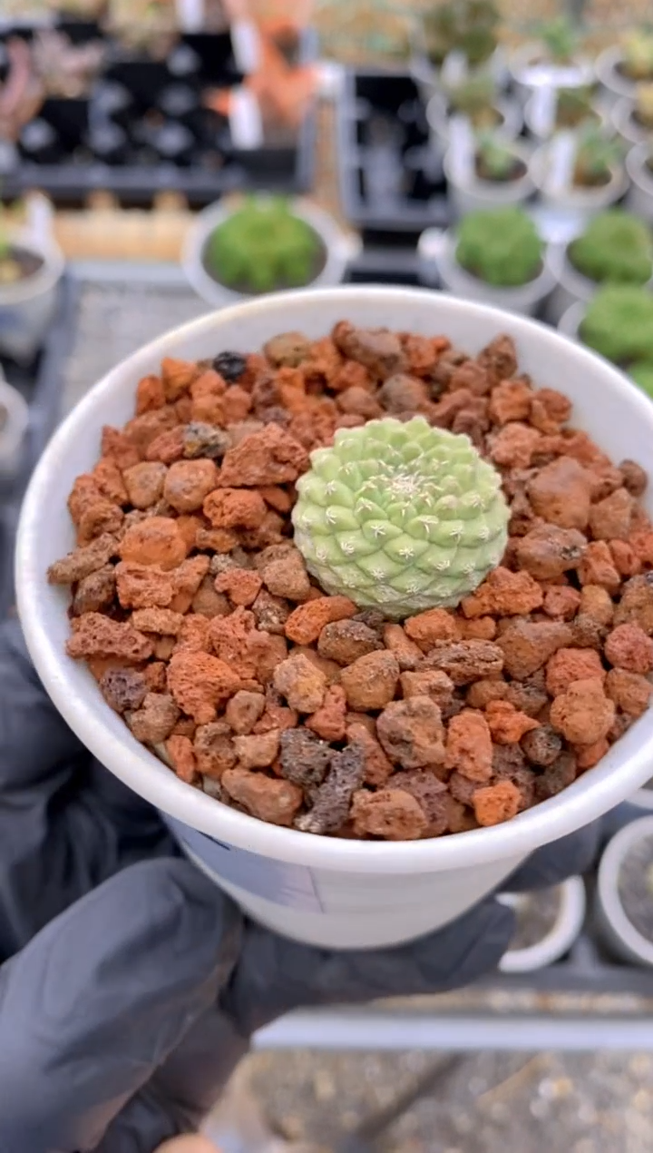 【闪购商品】白花菊水FA-752