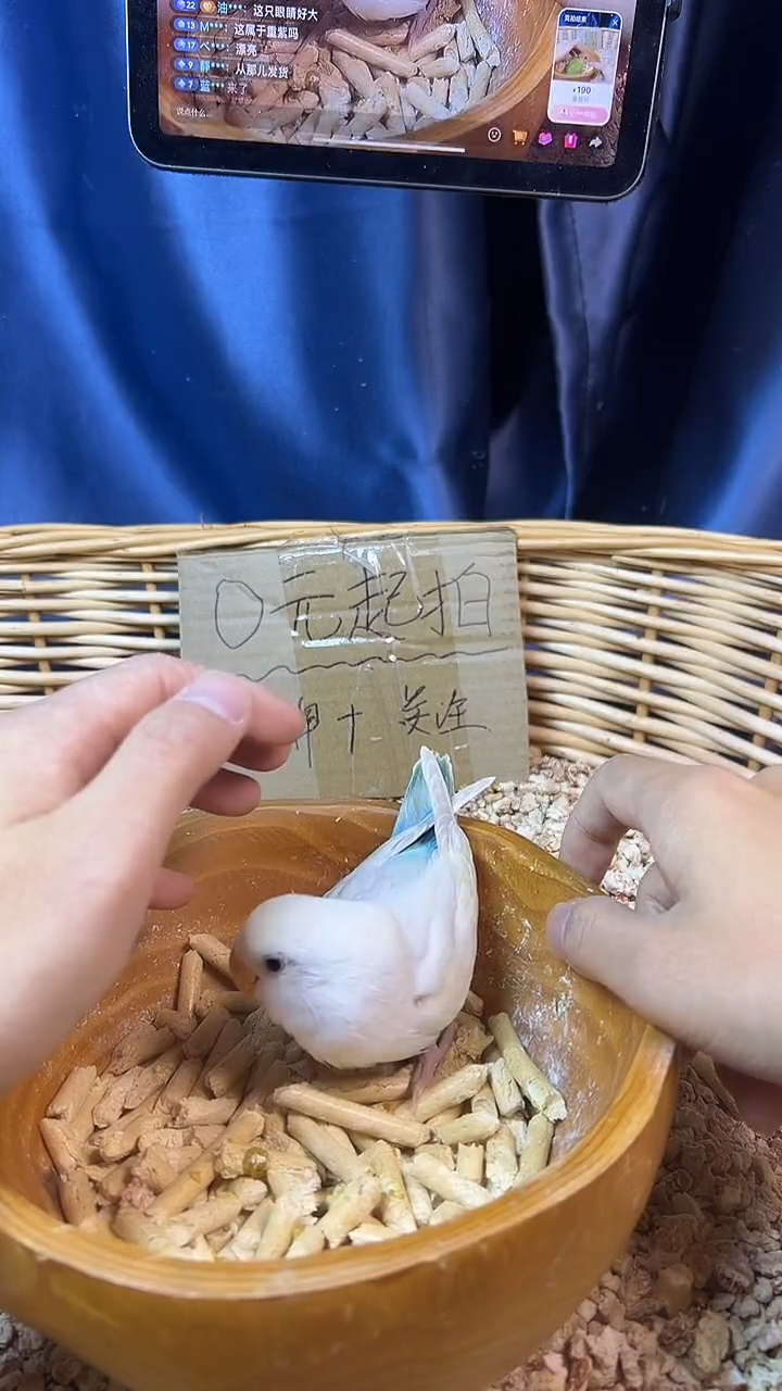 桃脸牡丹鹦鹉白面澳桂R26972，拍摄开箱视频，到家包活48小时