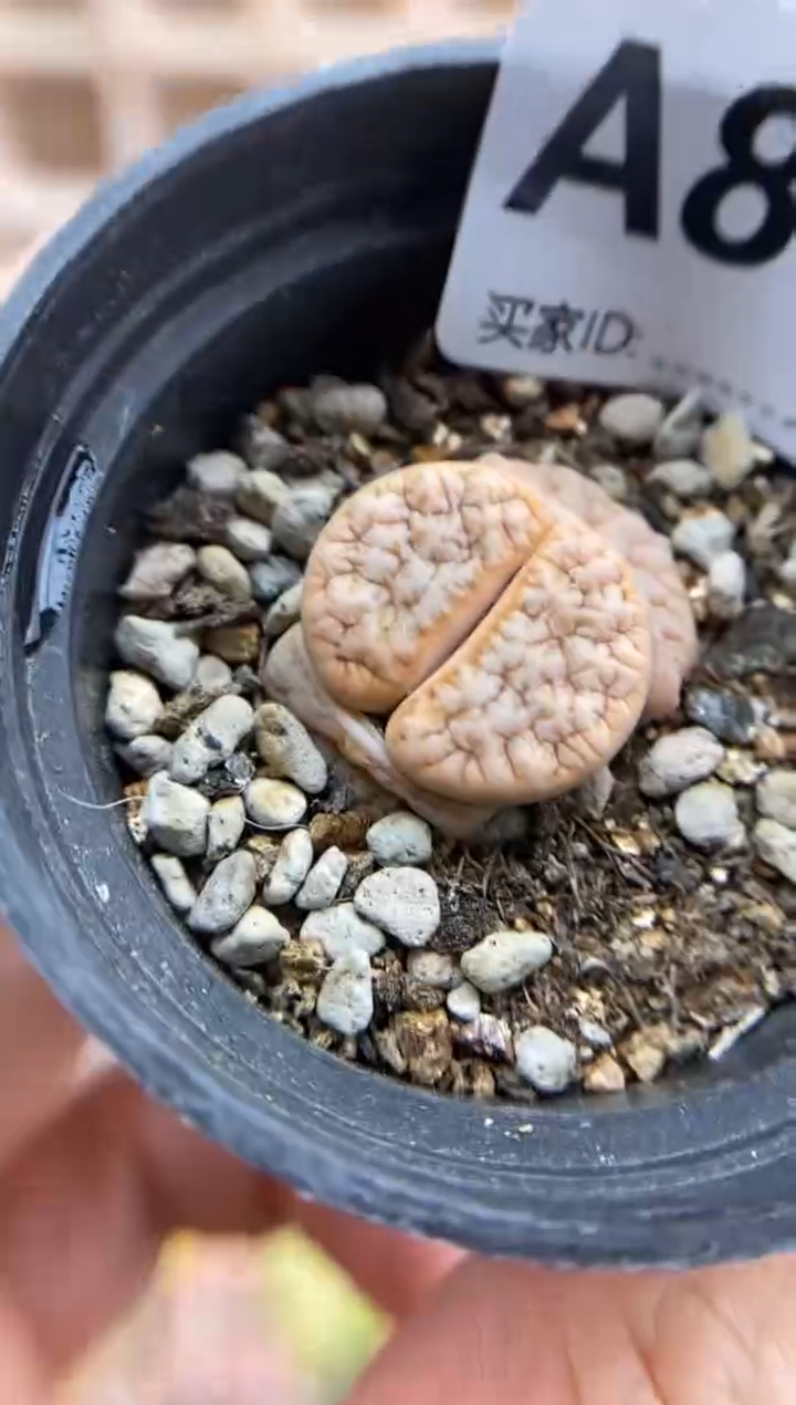 【闪购商品】8180直播一物一拍