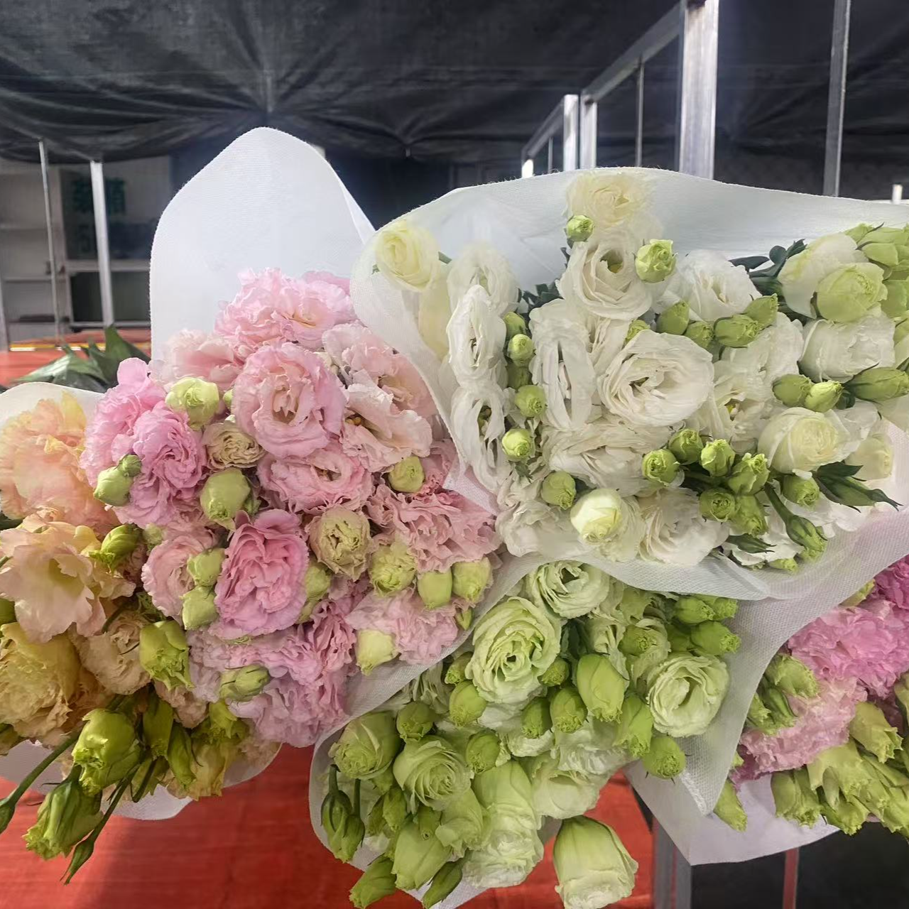 【稀有洋桔梗】洋桔梗5色混发货-家养鲜花云南基地直发