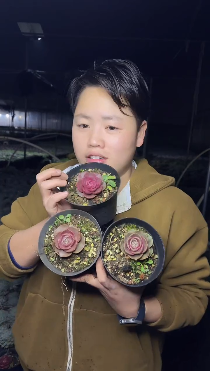 露养区单头小红灯3颗5