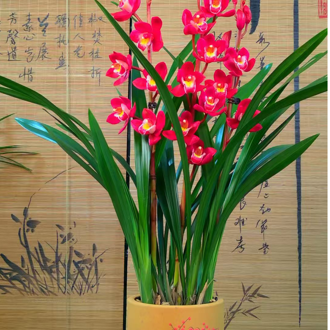 浓香墨兰六-八苗古风花盆栽好室内阳台兰花绿植盆栽