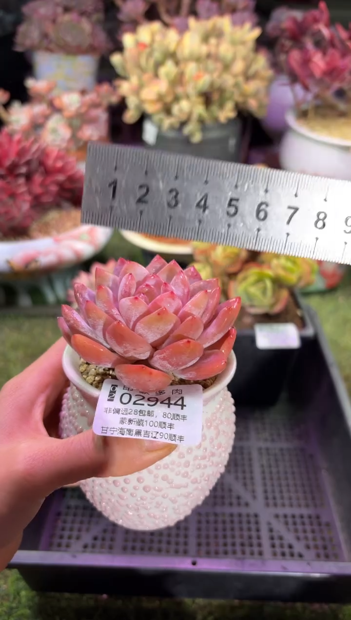 【闪购商品】02944