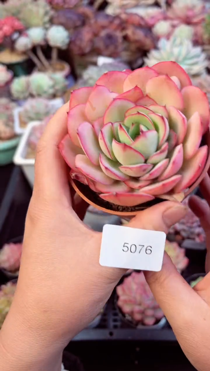 【闪购商品】5076单头牡丹亭多肉