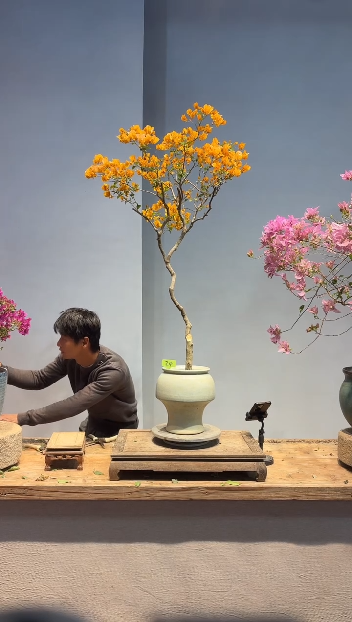 以实际为准余****恙三角梅24