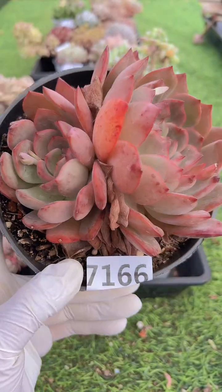 【闪购商品】信福多肉一物一拍