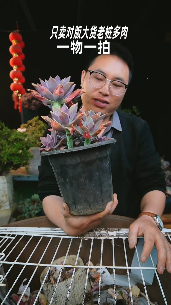 【闪购商品】太妃糖83号