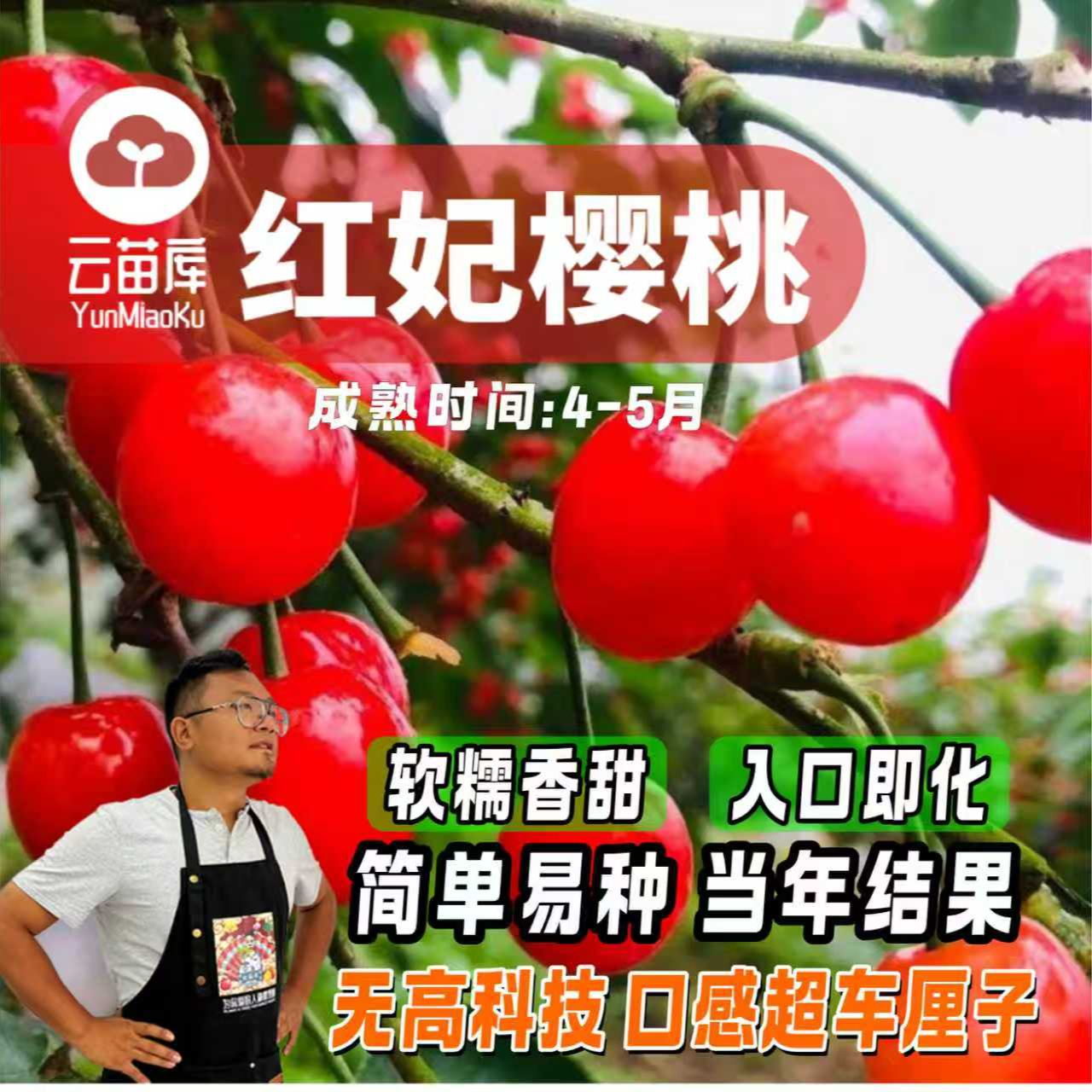 云苗库【红妃樱桃裸根苗】正宗嫁接苗可阳台庭院盆栽地栽对版果树苗