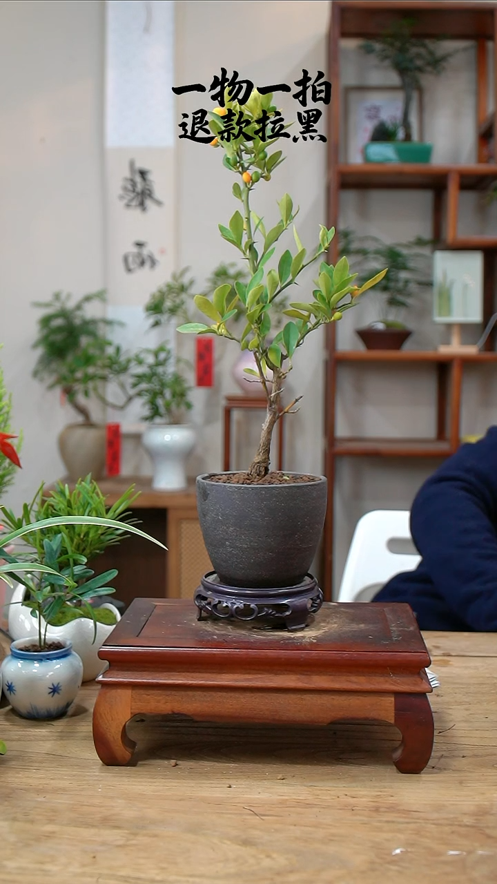 完全开放栗*橙金豆297