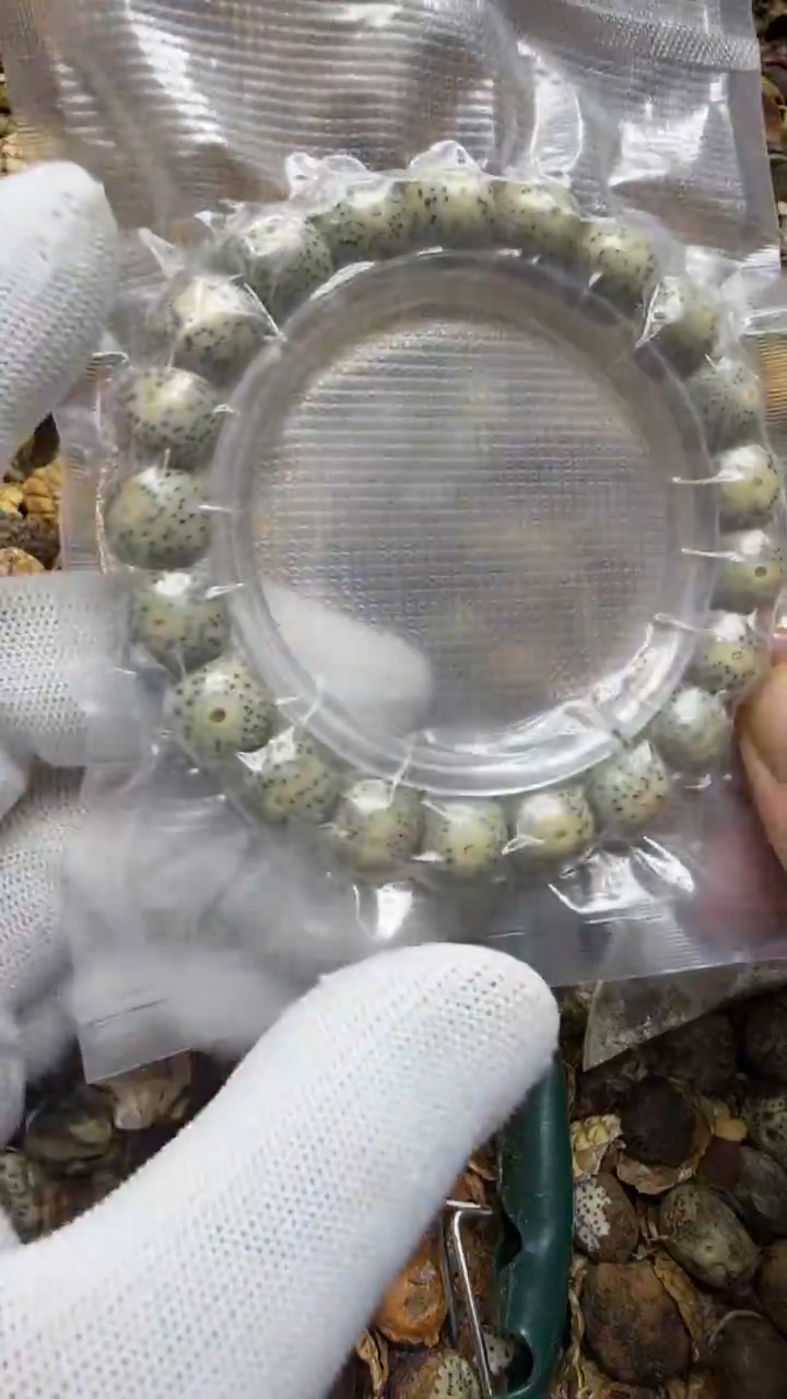 吊坠星月菩提原生态  11x10   单圈    