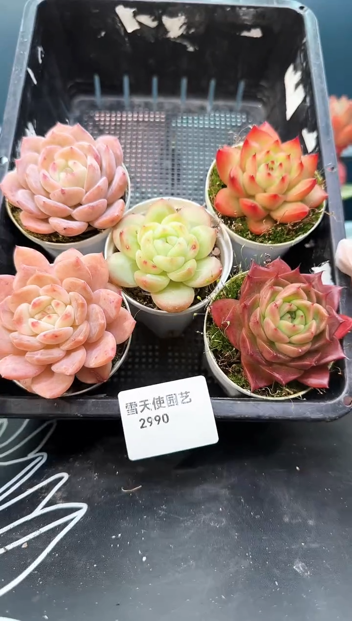 2 990  多肉5   颗