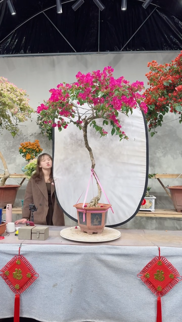 【闪购商品】盆景洋红公主