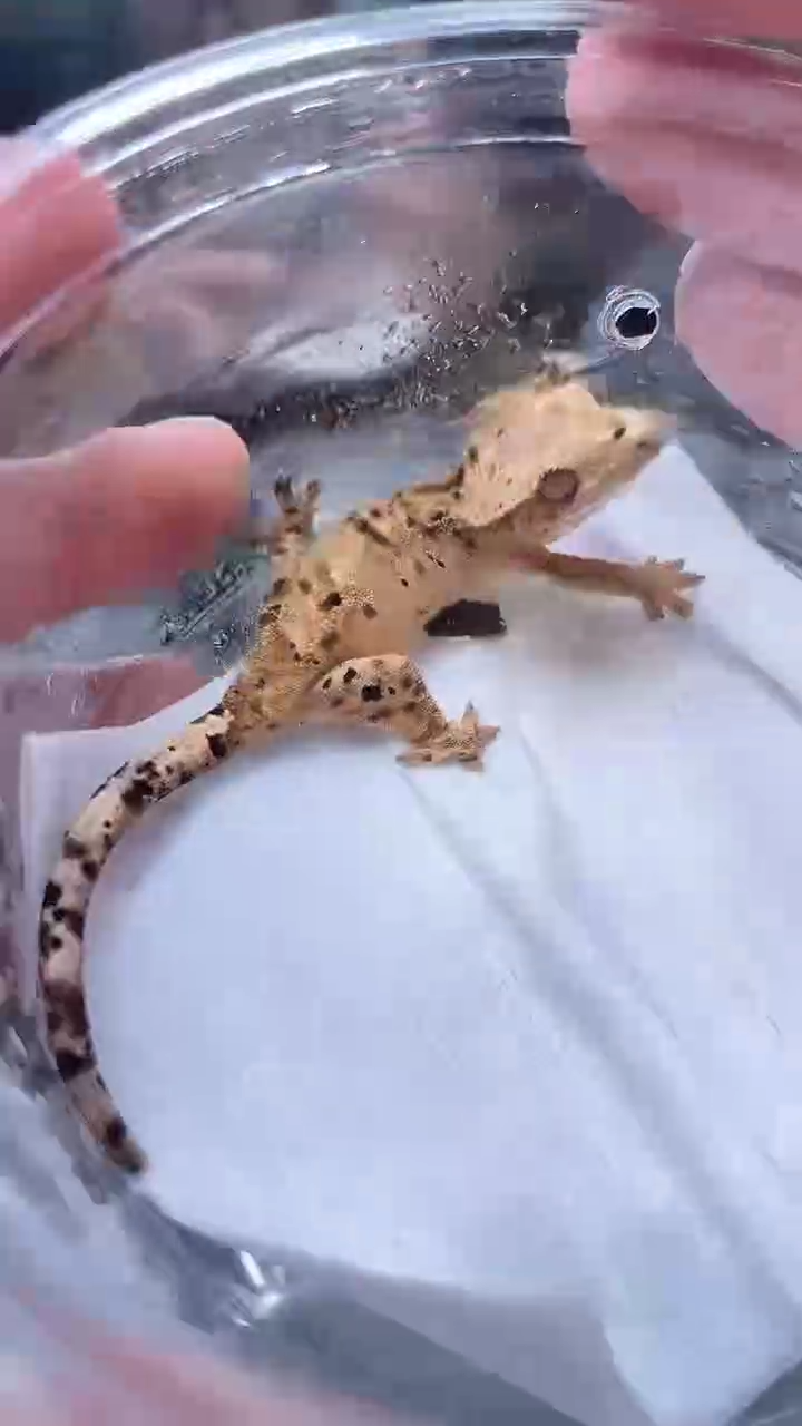 睫角守宫睫角守宫20号超麦