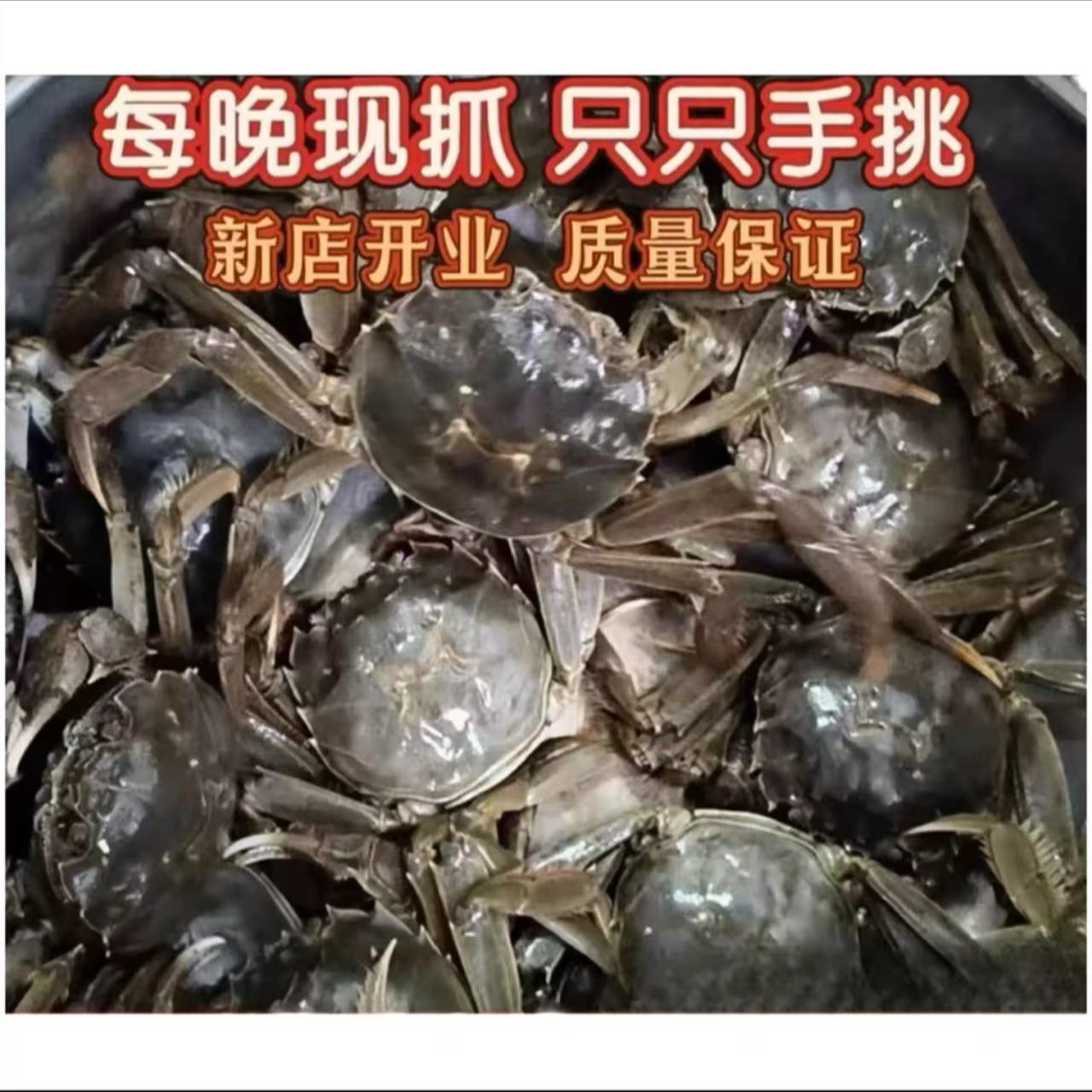 【活蟹】盘锦河蟹 全母蟹 1.4-1.6两/只 拍8只送2只 京东次日达