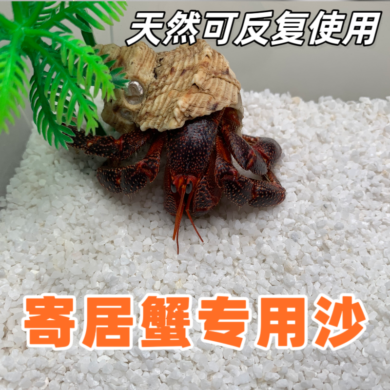 寄居蟹专用沙子天然白沙菲律宾珊瑚沙爬宠垫材鱼缸造景底沙