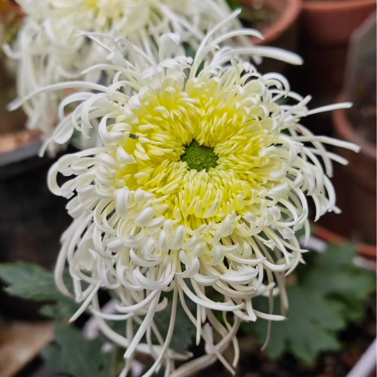 【长生乐】稀有大菊 玖枝花优选云南基地直发鲜花儿