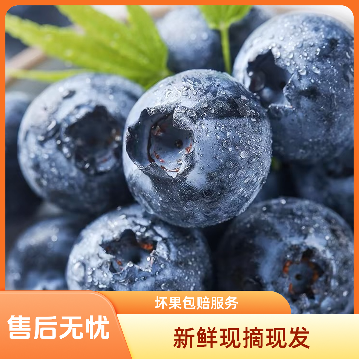 大连庄河C1蓝莓人工采摘 产地直发 1000g