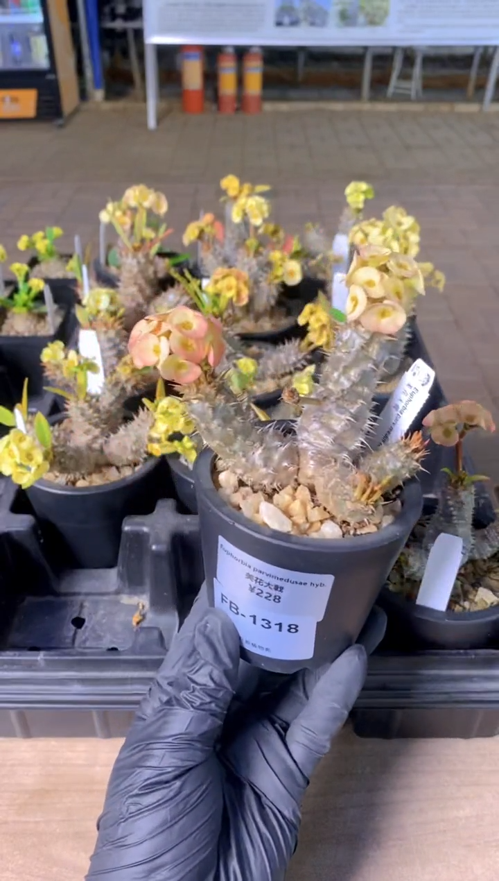 【闪购商品】美花大戟FB-1318