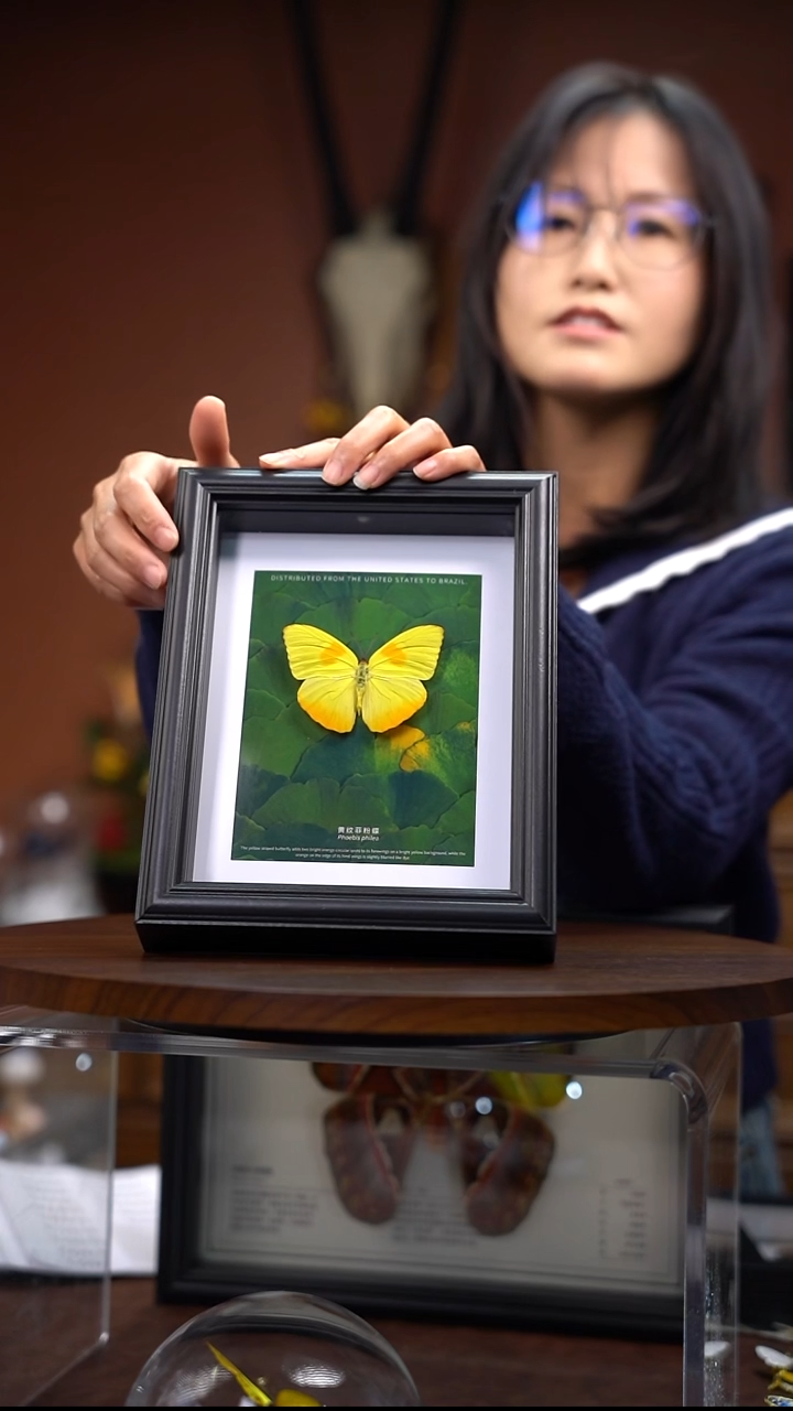 黄纹菲粉蝶 常规