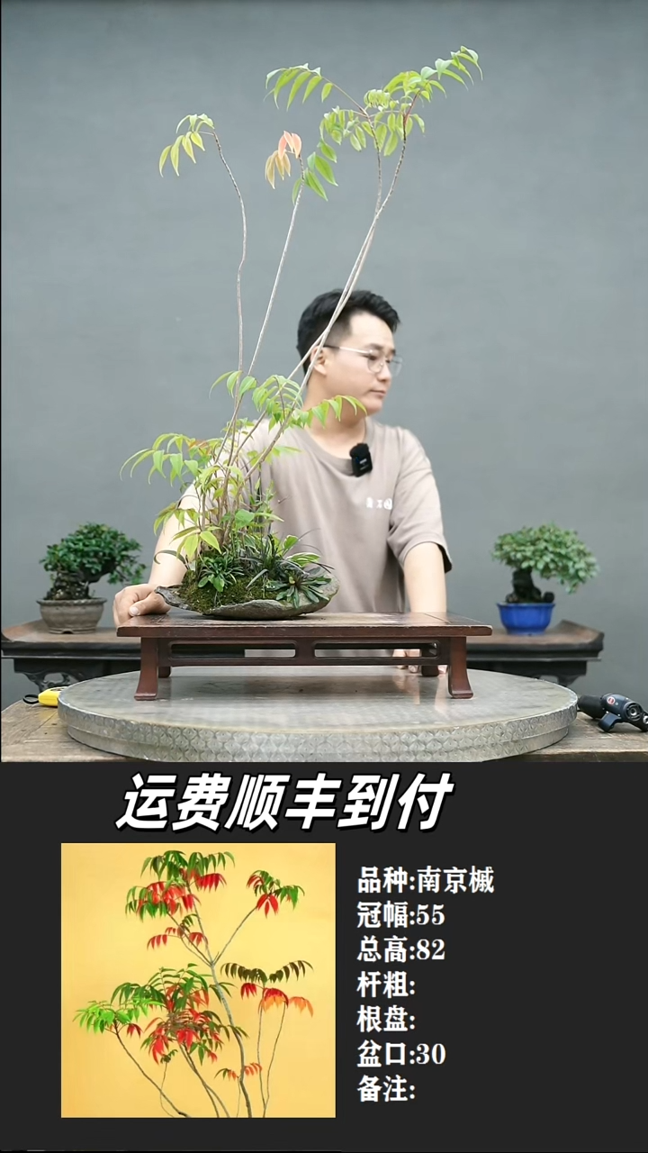 达*2 南京槭       