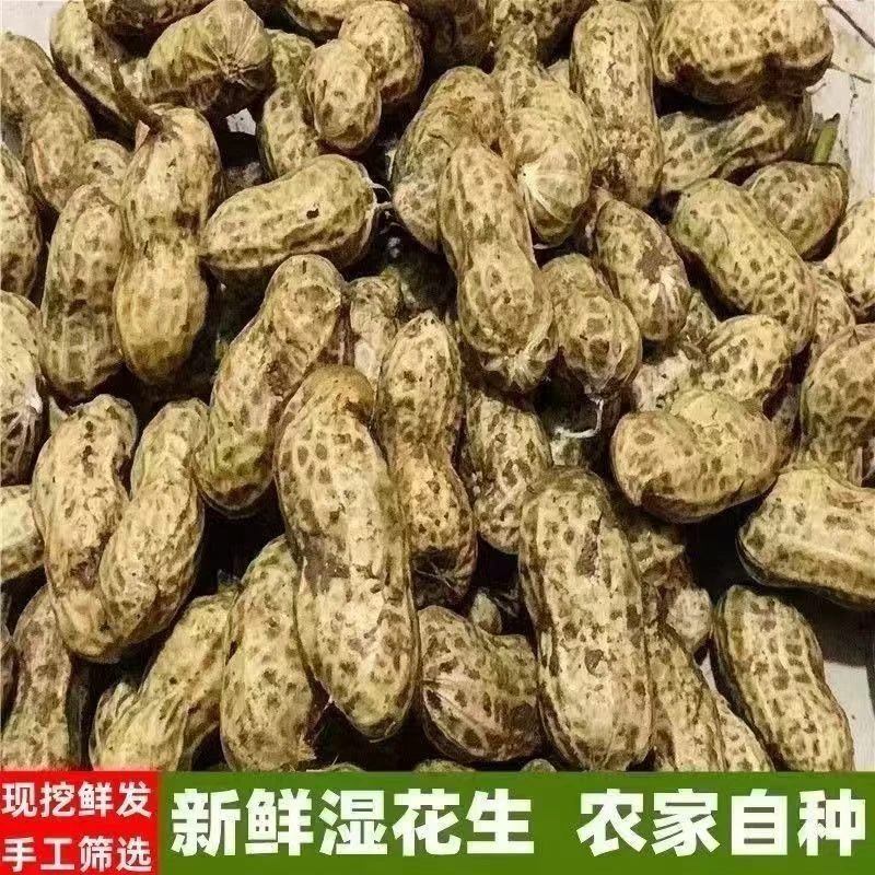 wy25年新鲜湿花生带壳鲜花生现挖粉皮水煮花生农家自种带泥颗粒