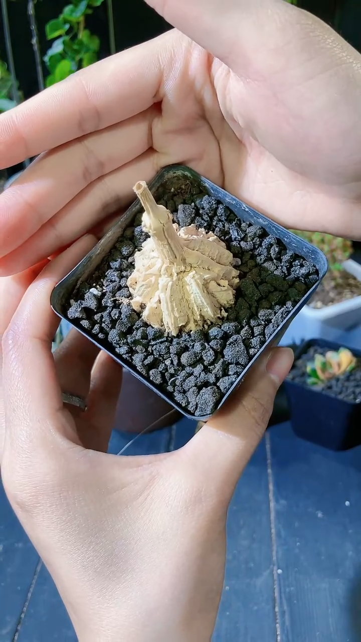 【闪购商品】龟甲萝藦量拍福利