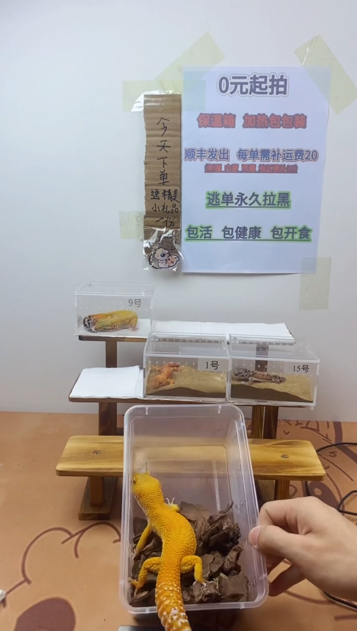 豹纹守宫豹纹守宫幼苗亚成体成体肥尾