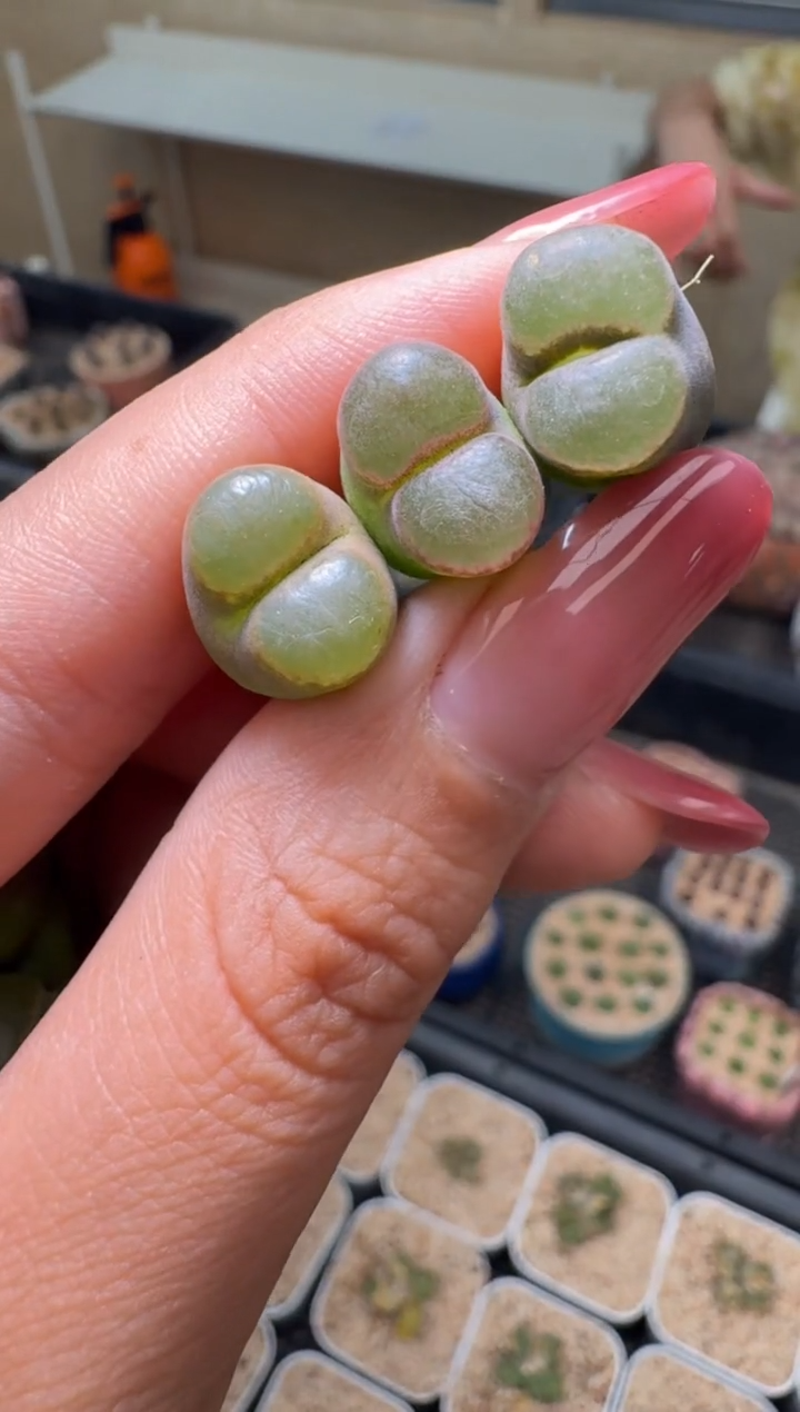 26-87多肉植物肉锥熊猫磁铁一颗