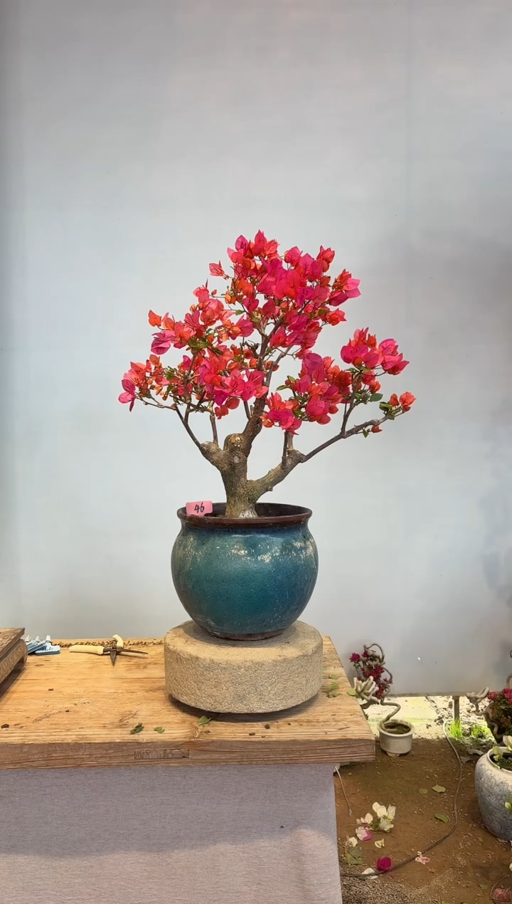 以实际为准三角梅46