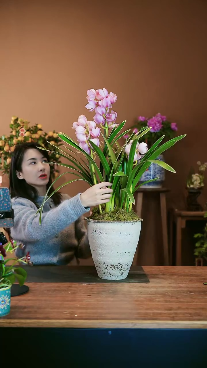 【闪购商品】盆景金边粉珞 白