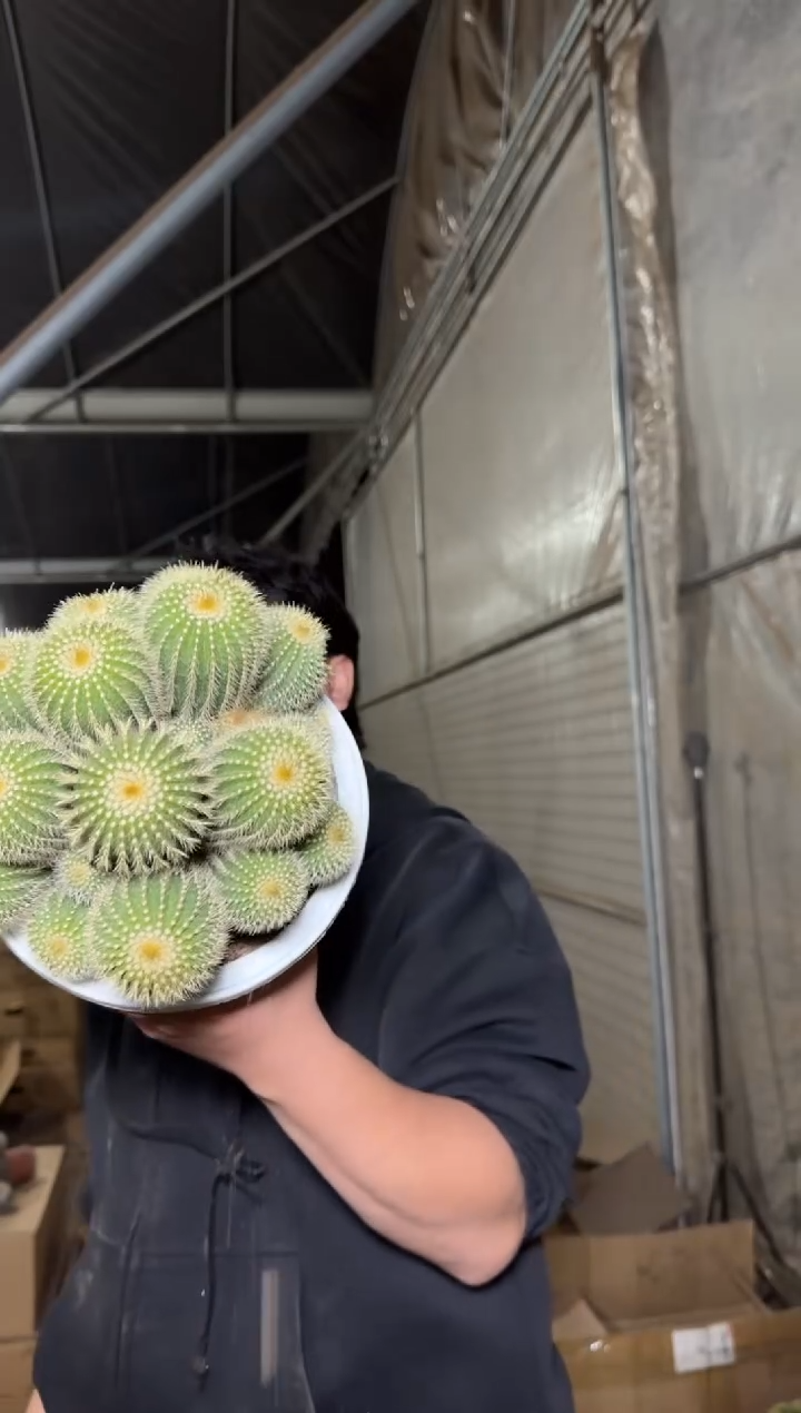 超大 金冠群生【带根】13-18cm