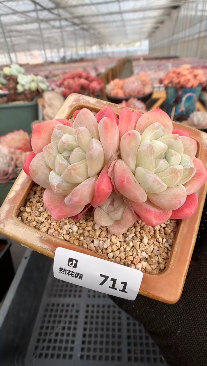 【闪购商品】711冰玉一物一拍