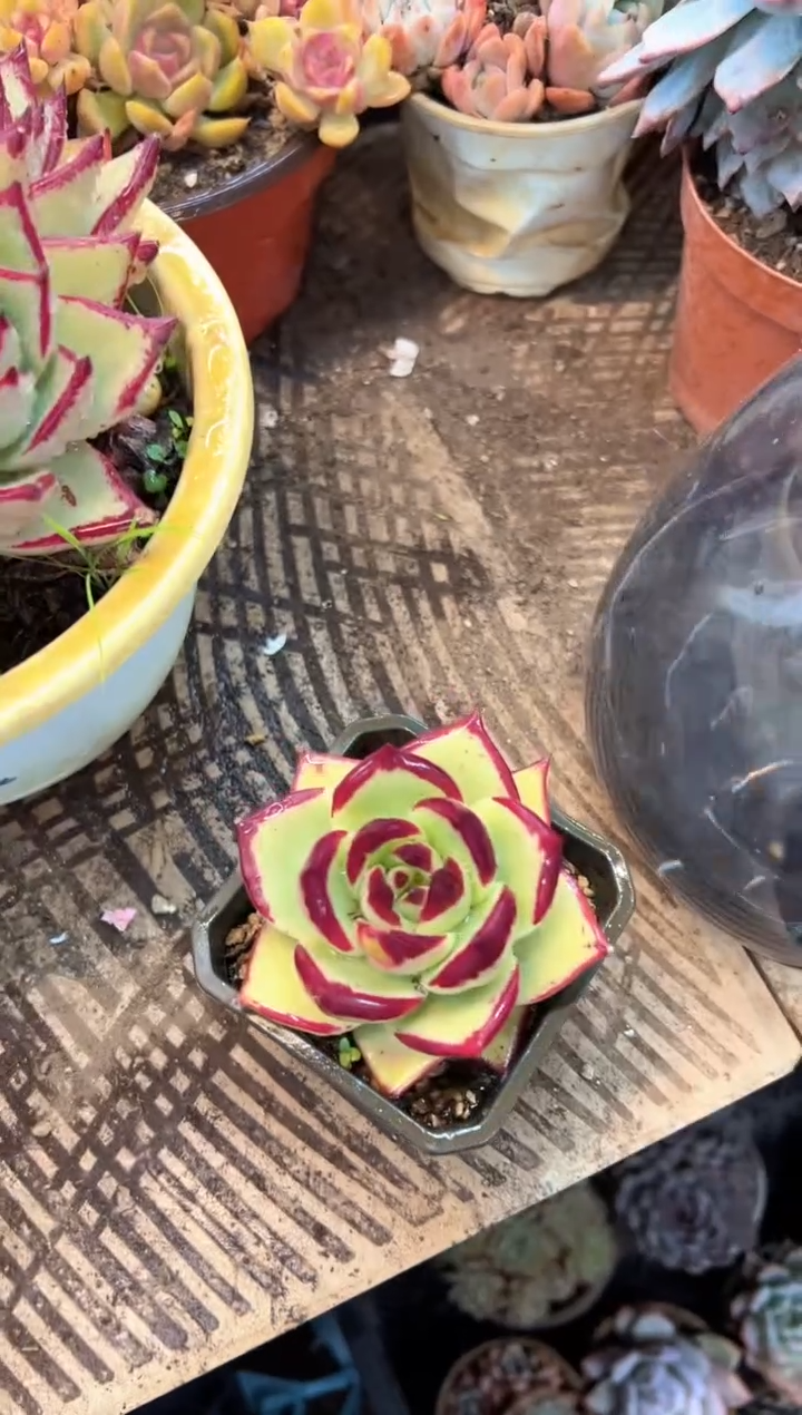 巧***王阿迷洲多肉花卉08429