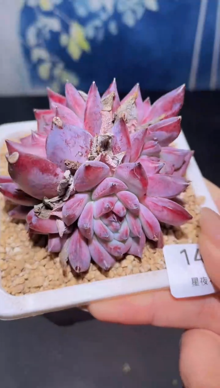 【闪购商品】146卡系多肉