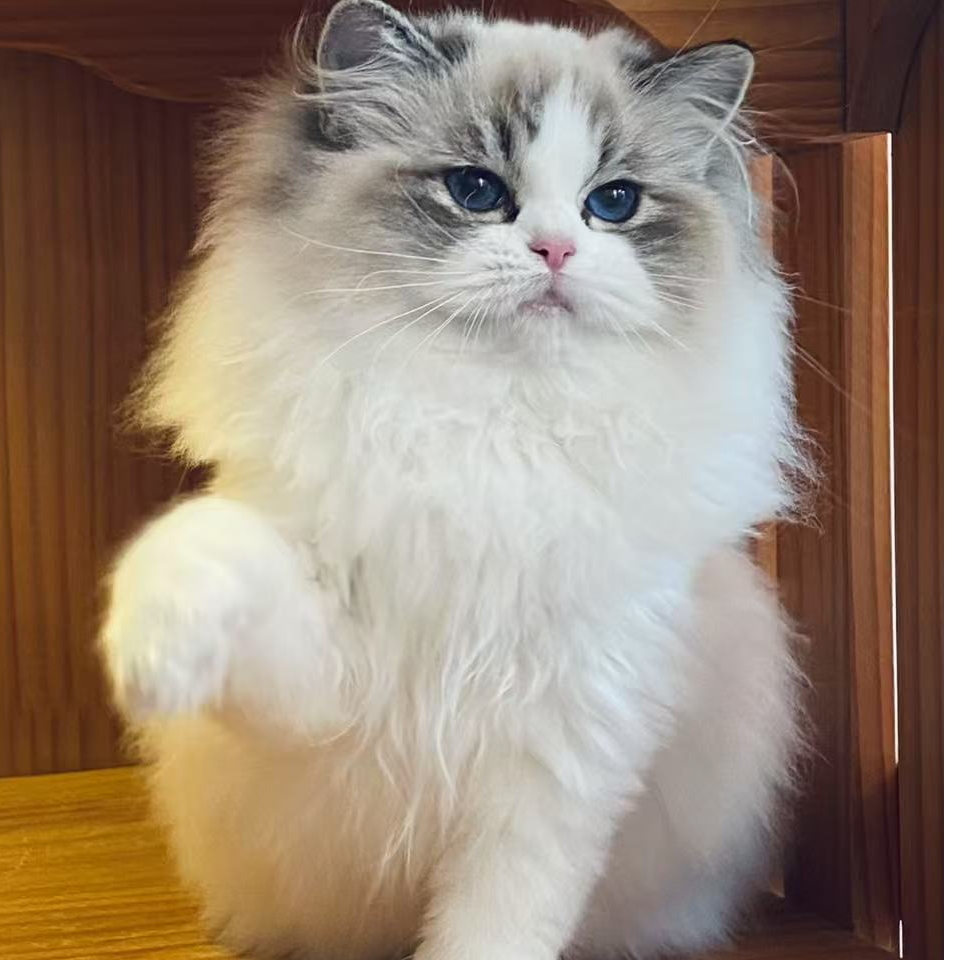 阳光名猫馆布偶猫