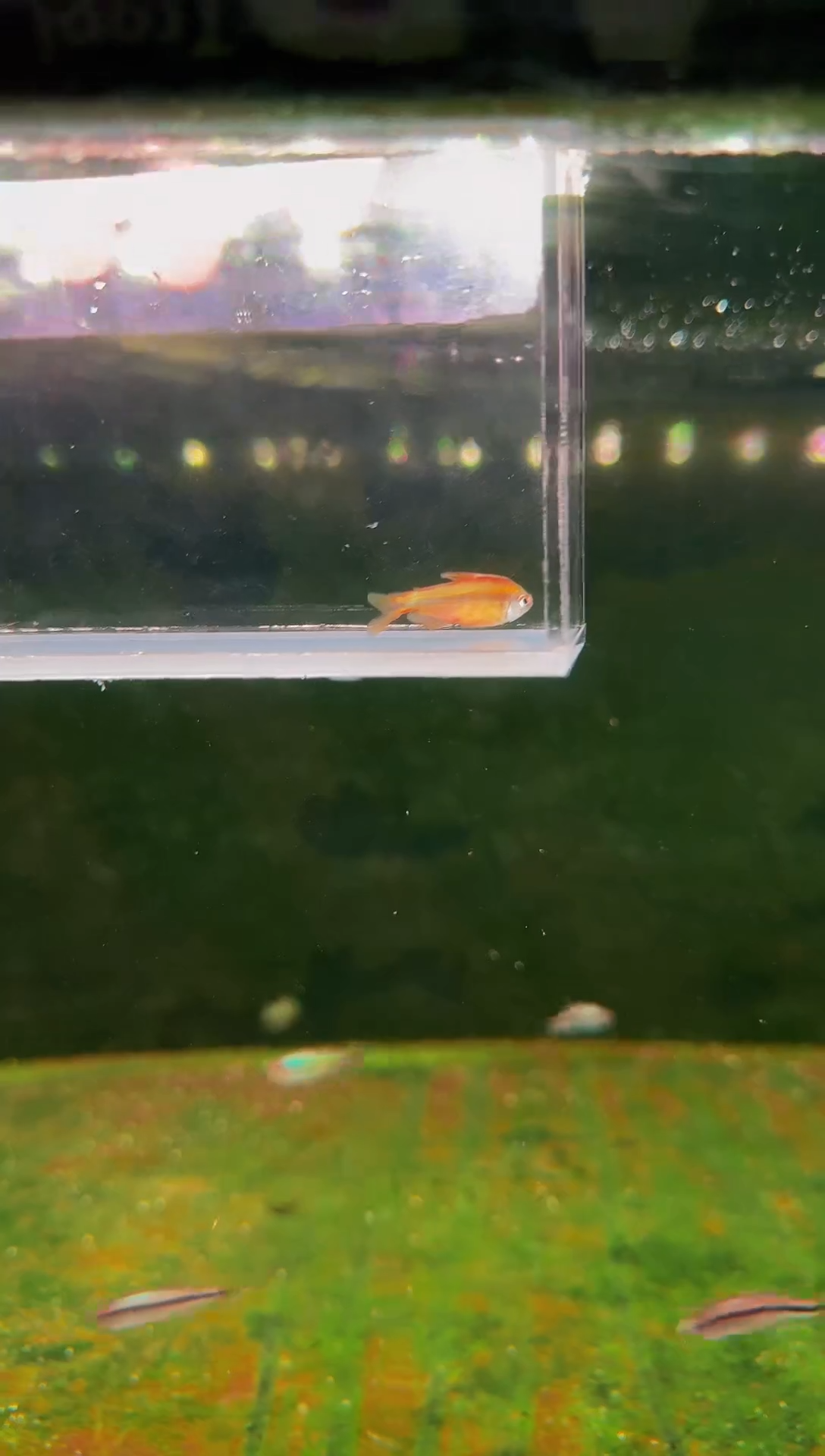 灯科鱼超级黄魔鬼*1