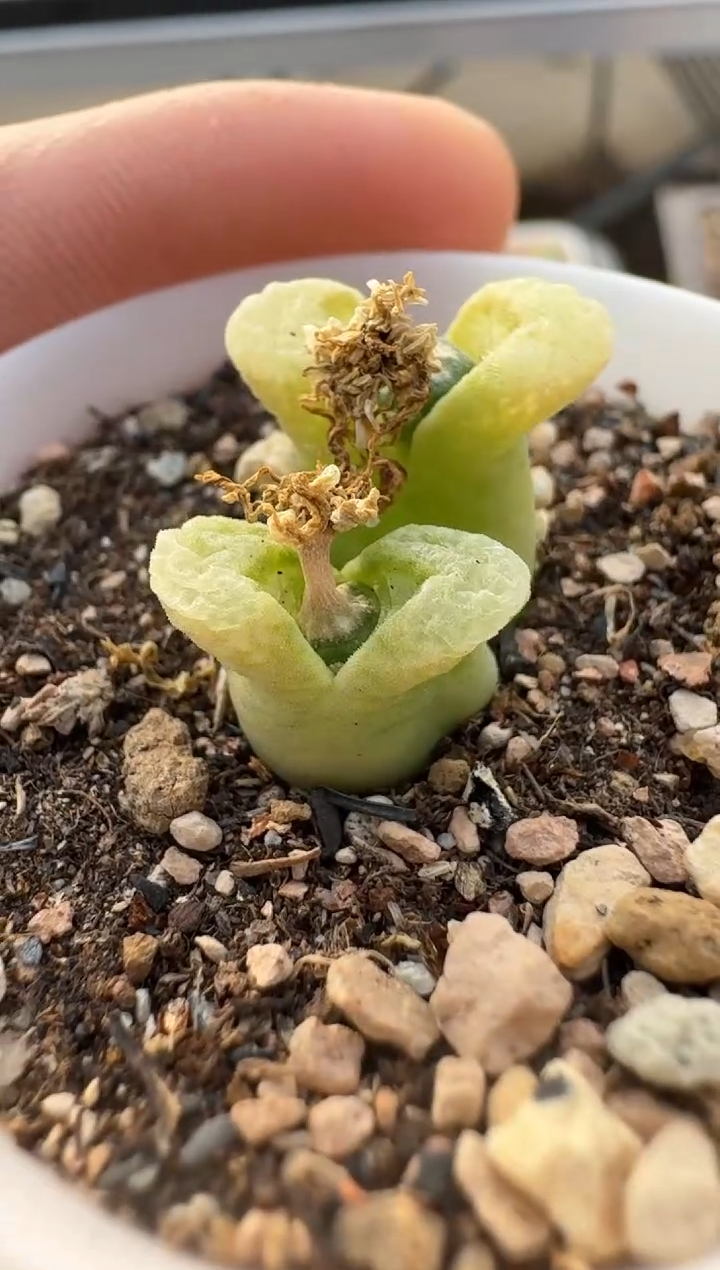 【闪购商品】2.5-209