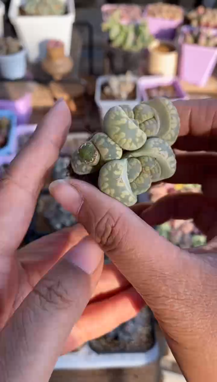 【闪购商品】8469直播一物一拍