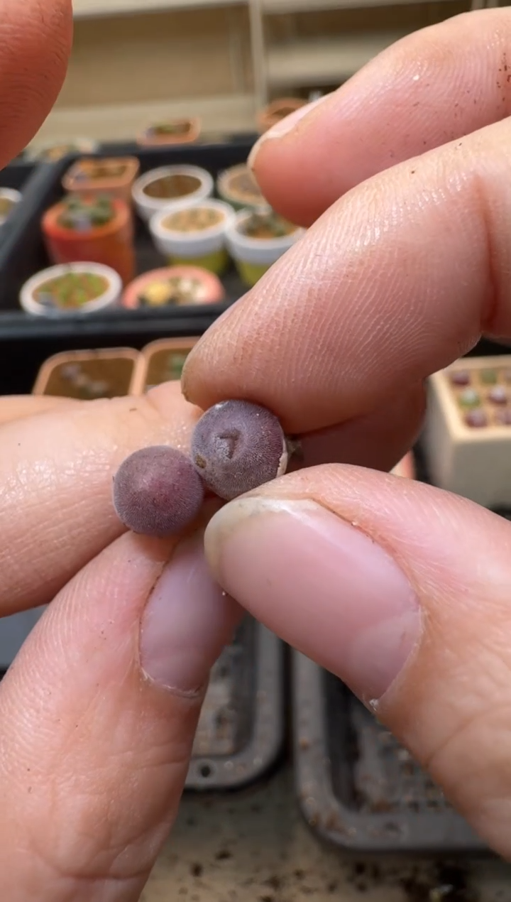 【闪购商品】3-224