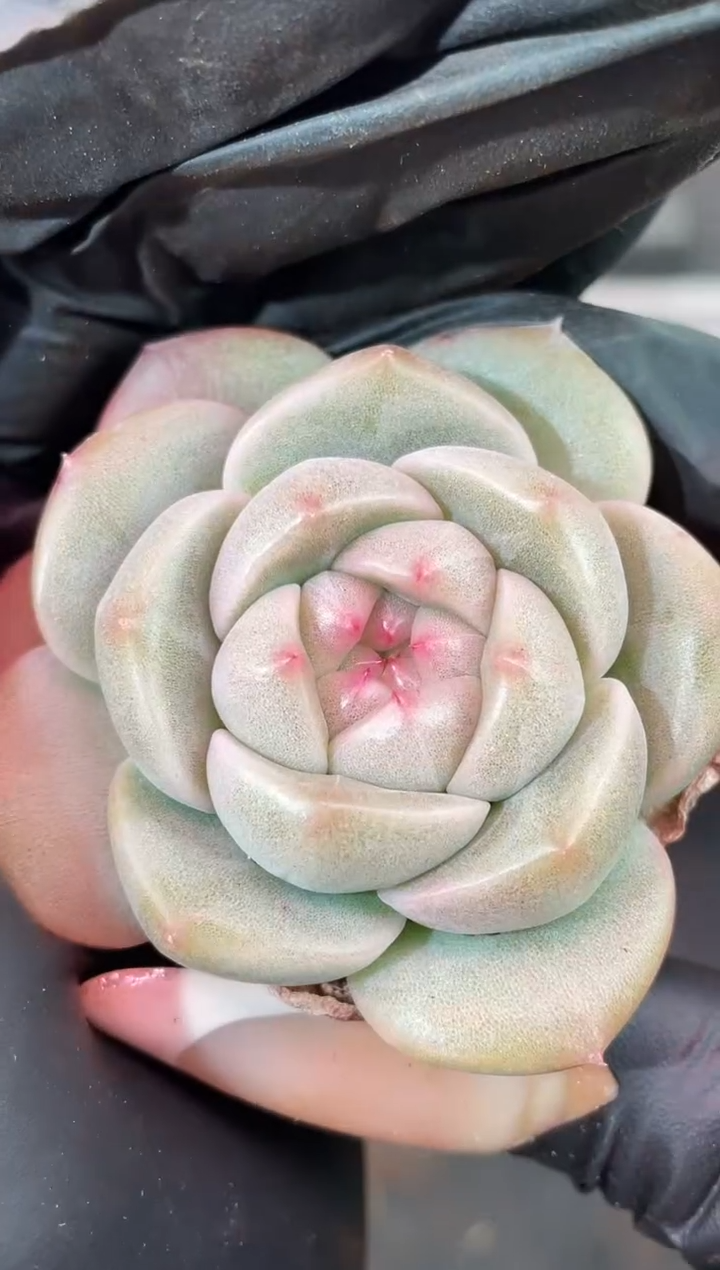 闪购2130  桃翡多肉一颗   4厘米