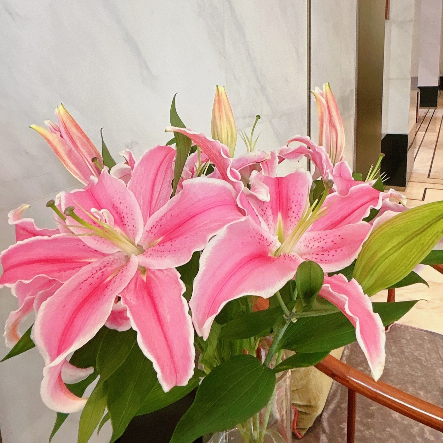 【水灵透亮】马龙香水百合（5枝双头10花苞）