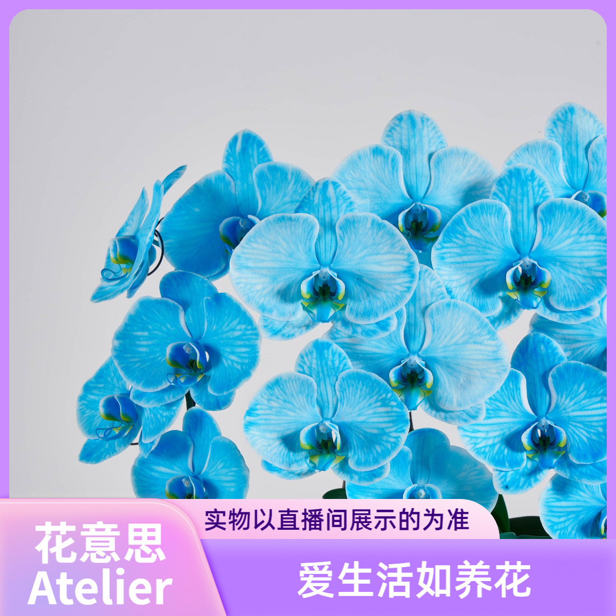 花意思【898链接】蝴蝶兰兰花客厅盆景一物一拍-高端原创花艺设计