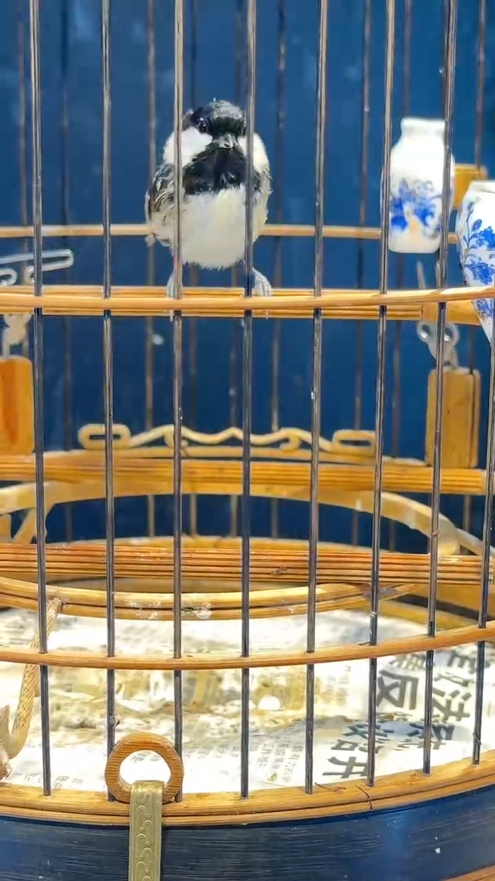 虎皮鹦鹉8号   贝子养笼0元起拍