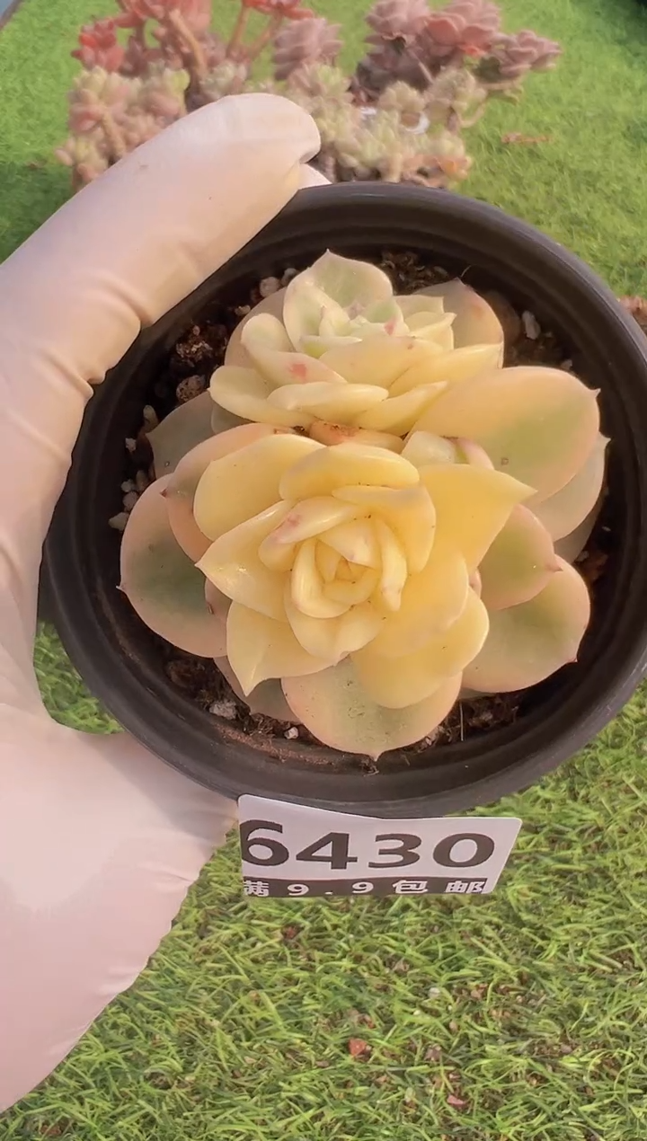 【闪购商品】信福多肉一物一拍