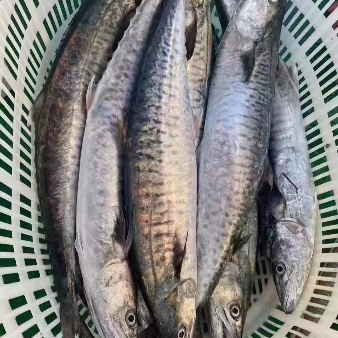 新鲜速冻 马鲛鱼8斤-8.5斤 整条切片发货广东博贺港顺丰冷链发货