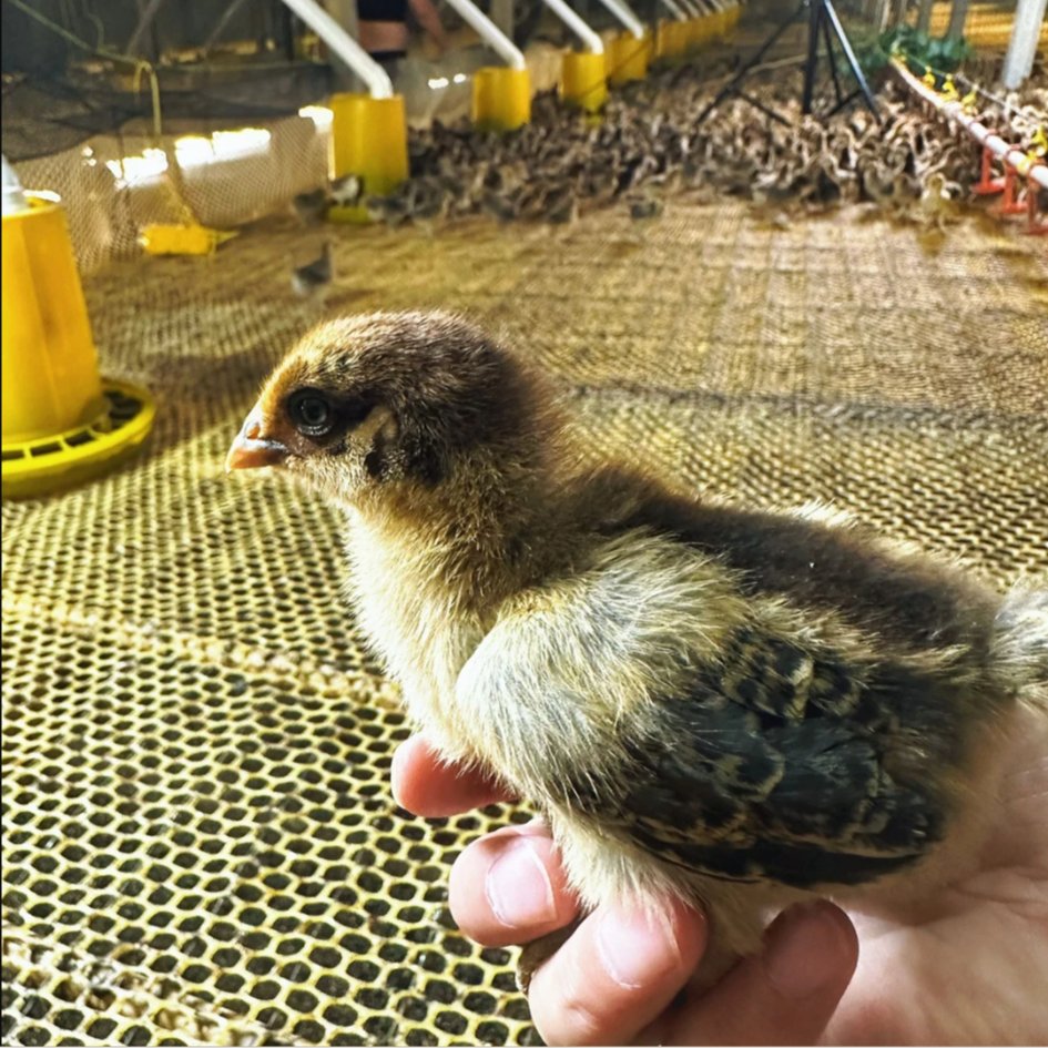 【亏本冲量】清远麻鸡下绿壳蛋宠物鸡小土鸡小笨鸡小笨鸡50只