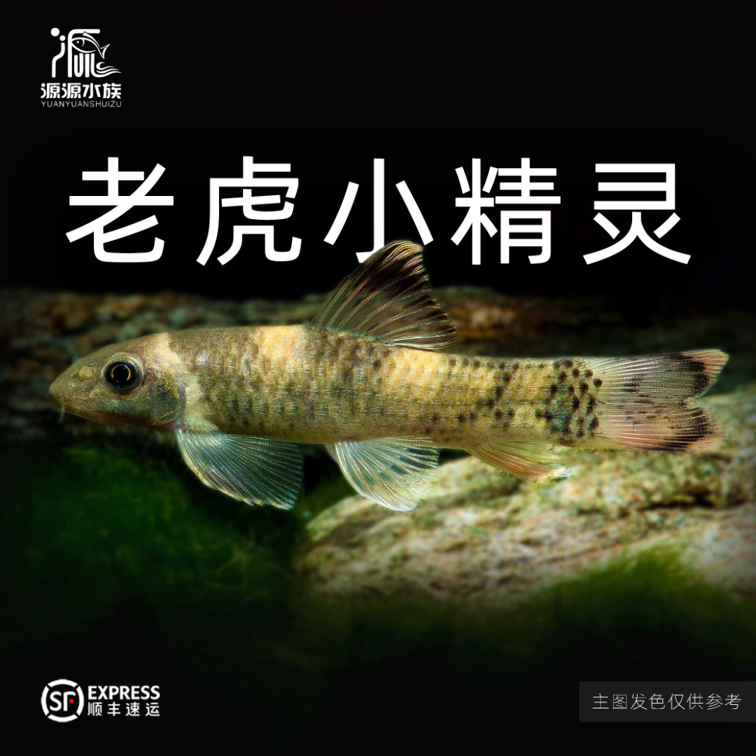 【小谢水族】老虎小精灵 顺丰发货 小型观赏鱼活体可爱