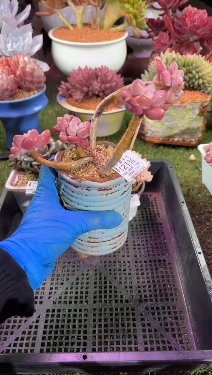 【闪购商品】12136