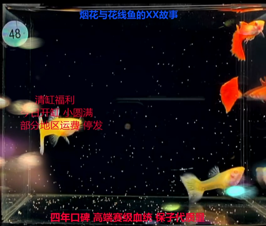 孔雀鱼花线霓虹大耳压成精品体验2对